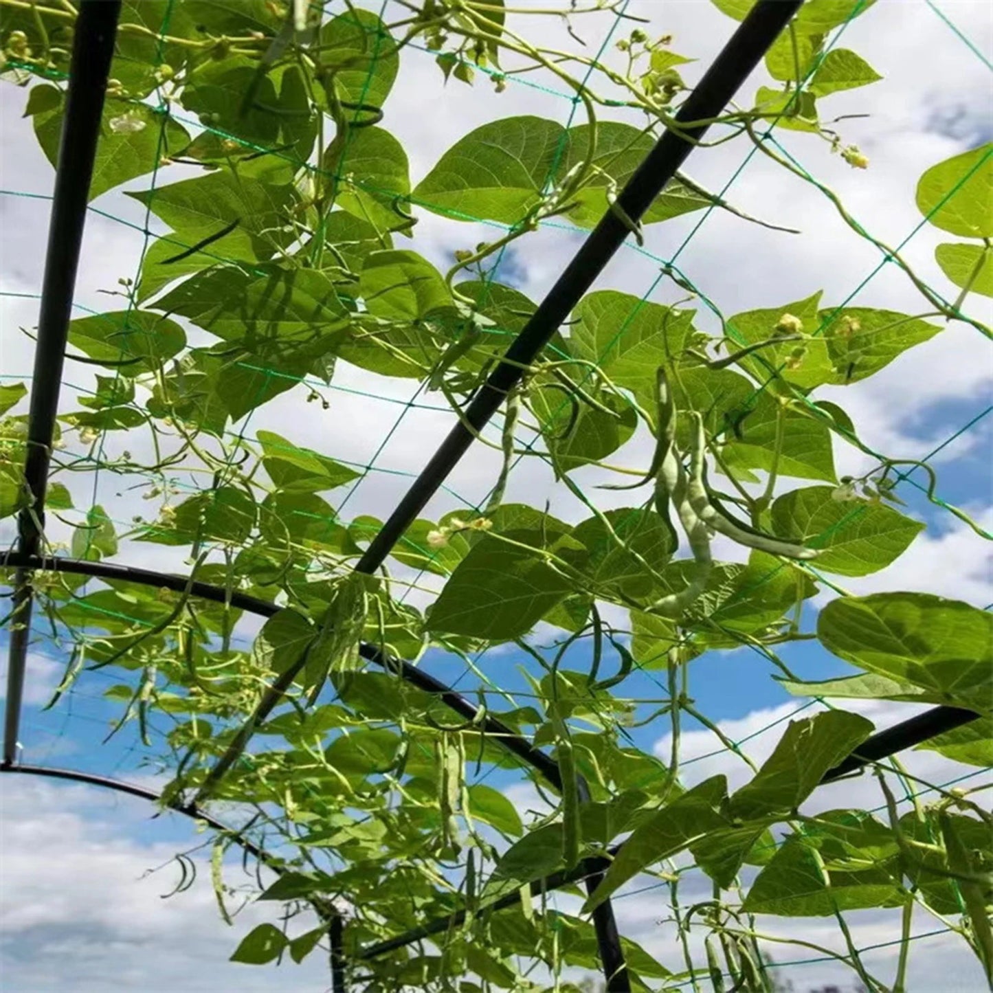 3-5m Garden Plants Trellis Cages Netting Garden Vine Growing Flexible supports Net for Climbing Plant Fruits Vegetables Vines